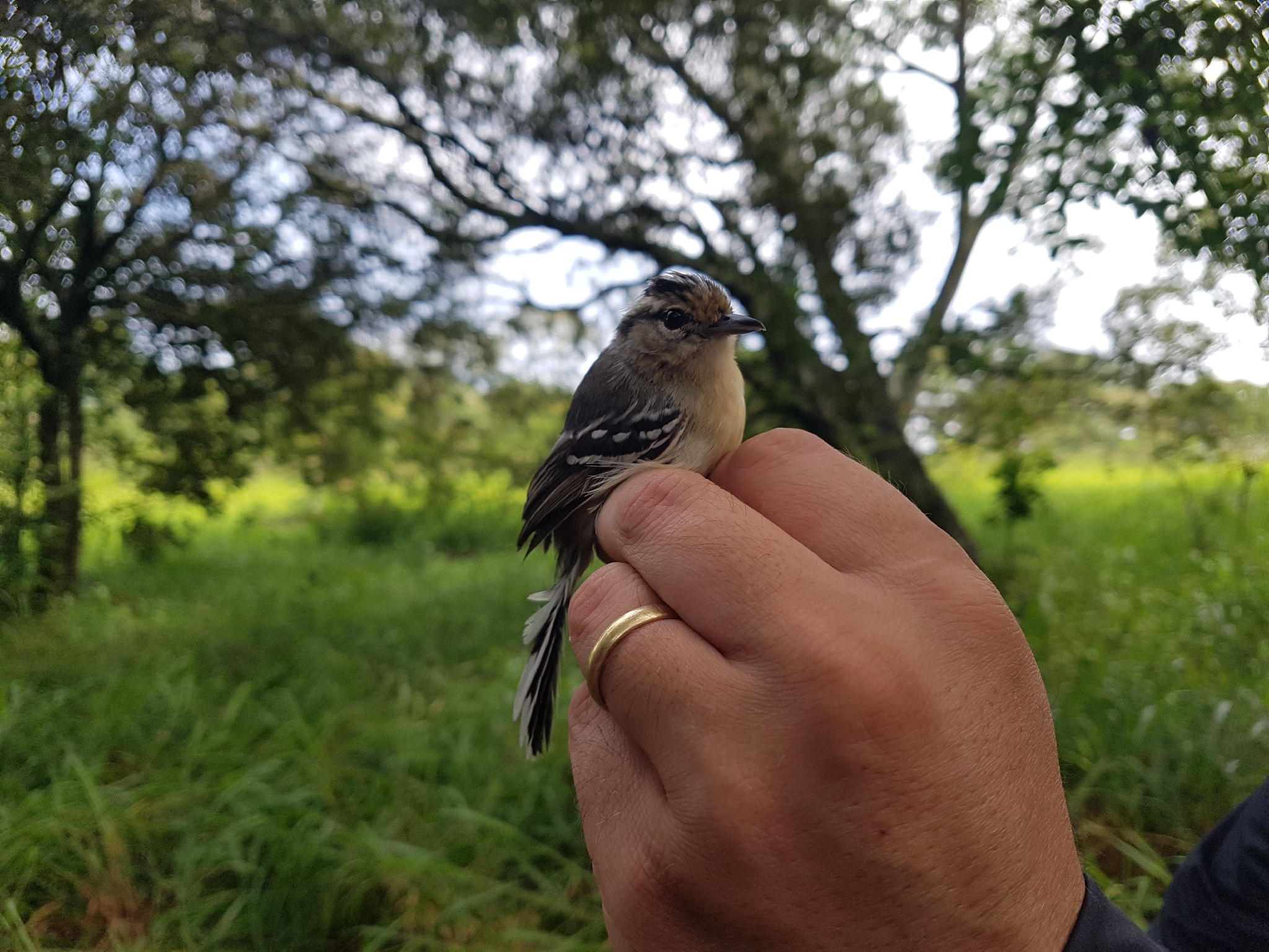Black-capped Antwren (Herpsilochmus atricapillus), photo 4