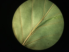 Crataegus schuettei