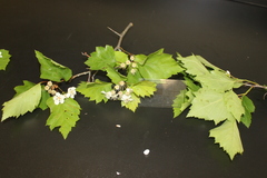 Crataegus schuettei