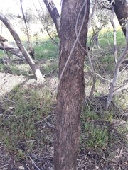 Eucalyptus froggattii