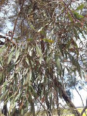 Eucalyptus froggattii