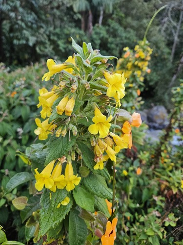 Hemichaena fruticosa (Hemichaena fruticosa)
