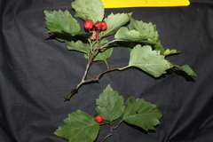 Crataegus schuettei