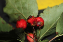 Crataegus schuettei