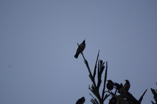 Indian Pied Myna (Gracupica contra), photo 5