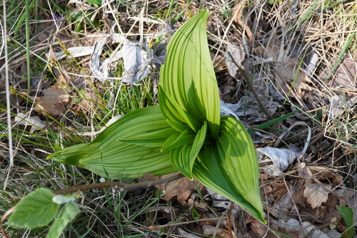 Black False-hellebore (Veratrum nigrum)