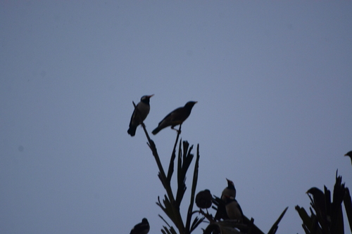 Indian Pied Myna (Gracupica contra), photo 4