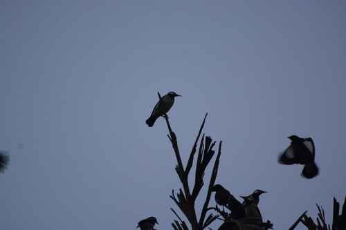 Indian Pied Myna (Gracupica contra), photo 10
