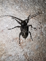 Oreodera brailovskyi