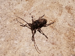 Oreodera brailovskyi