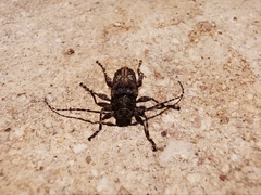 Oreodera brailovskyi