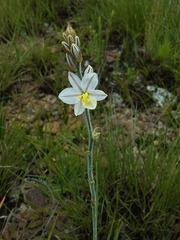 Chlorophytum transvaalense