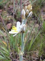 Chlorophytum transvaalense
