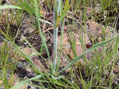 Chlorophytum transvaalense
