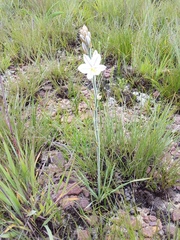 Chlorophytum transvaalense