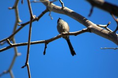 Psaltriparus minimus