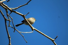 Psaltriparus minimus