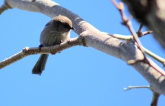 Psaltriparus minimus