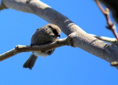 Psaltriparus minimus