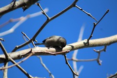 Psaltriparus minimus