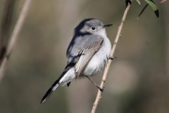 Polioptila caerulea