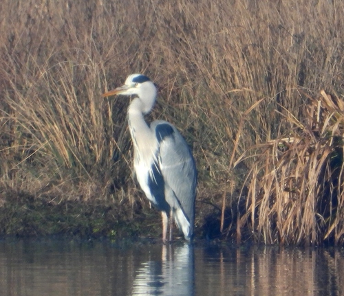 iNaturalist: (c) Elio Giacone, some rights reserved (CC BY-NC), uploaded by Elio Giacone iNaturalist image