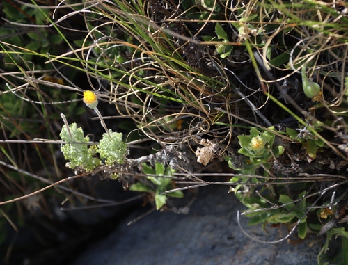 Ursinia sericea