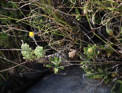Ursinia sericea
