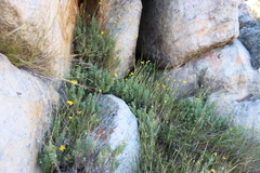 Ursinia sericea, photograph (c) Tony Rebelo, some rights reserved (CC BY-SA)