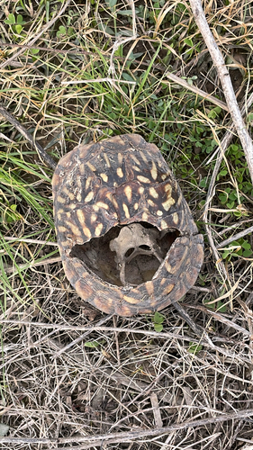 Ornate Box Turtle observed by fieryskippertx