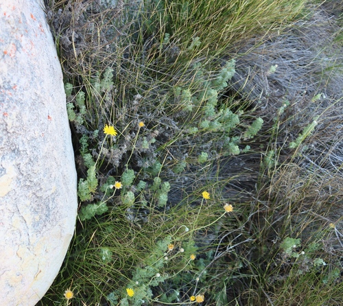 Ursinia sericea, photograph 2