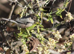 Psaltriparus minimus