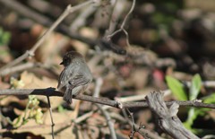 Psaltriparus minimus