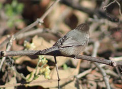 Psaltriparus minimus