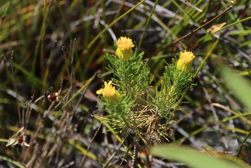 Sand Gumbush (Pteronia aspera)