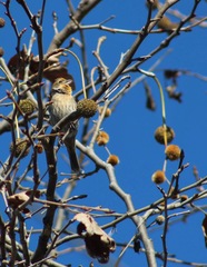 Haemorhous mexicanus