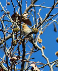 Haemorhous mexicanus
