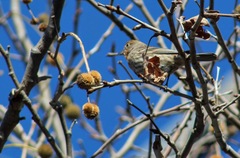 Haemorhous mexicanus