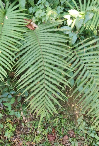Amblovenatum terminans observed 2026-01-30