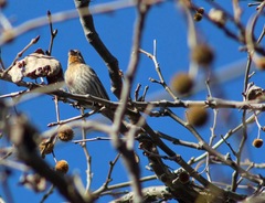 Haemorhous mexicanus