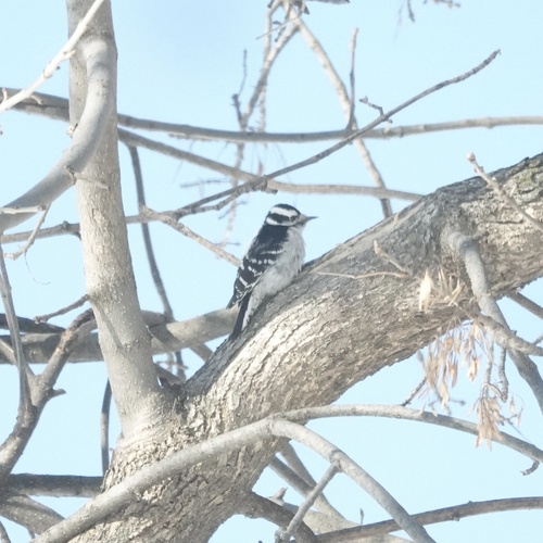 Downy Woodpecker