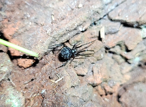 Theridion bolum