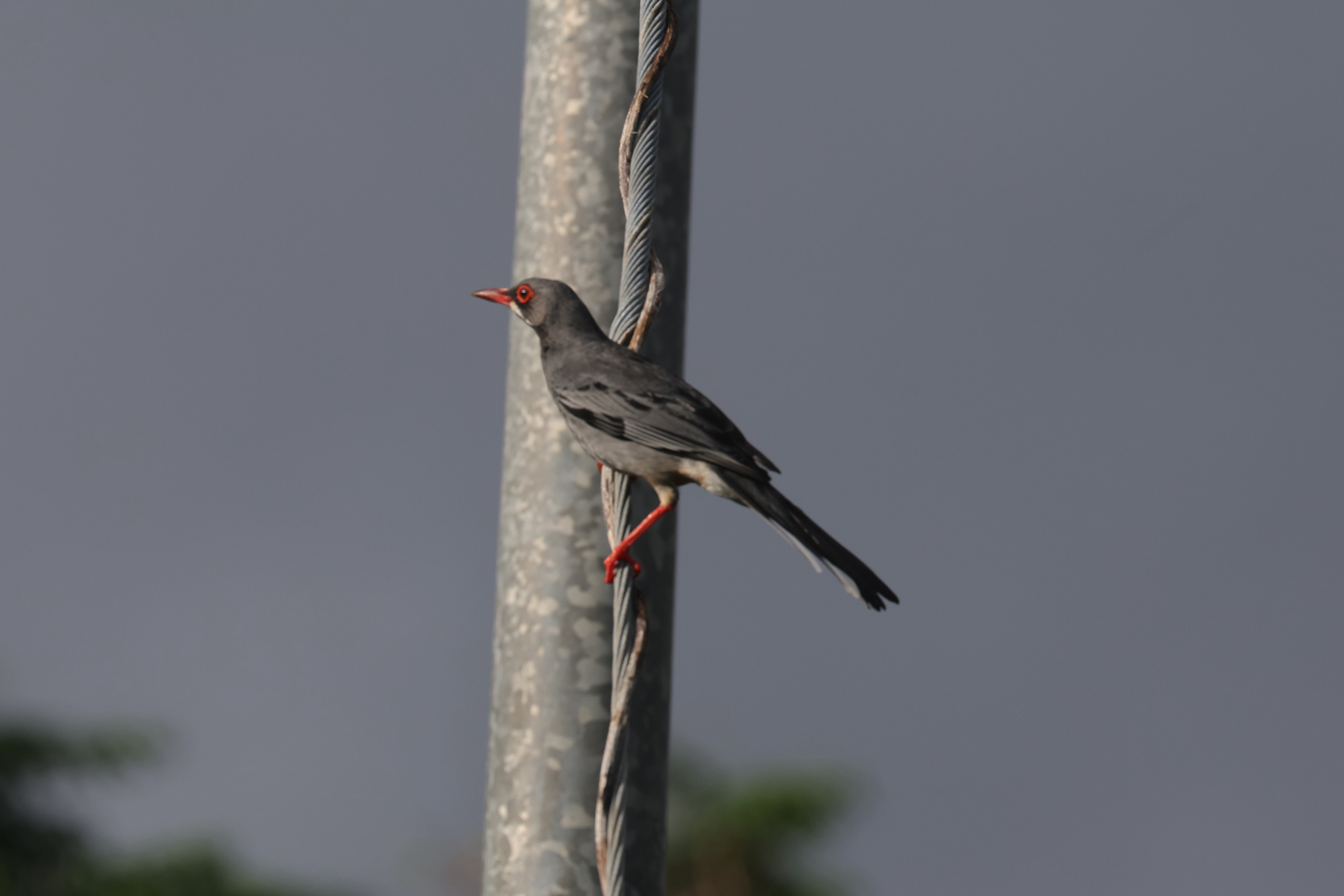 Western Red-legged Thrush (Turdus plumbeus), photo 2