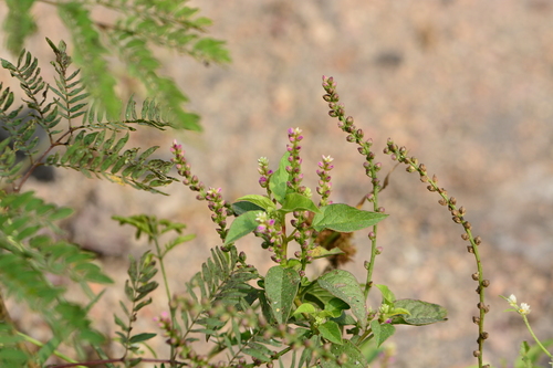 Digera (Digera muricata)
