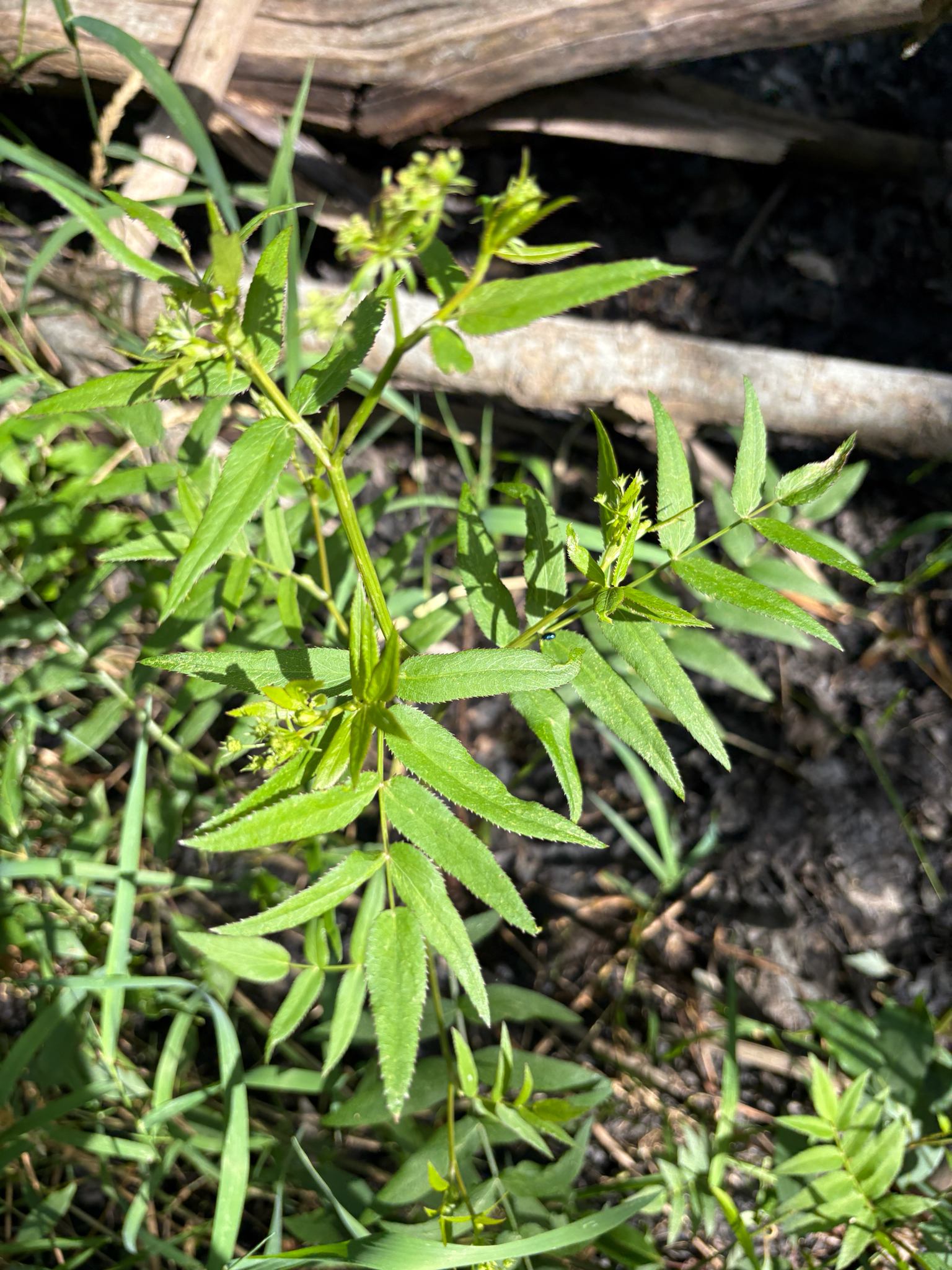 Water Parsnip (Sium suave)
