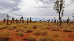 Allocasuarina decaisneana
