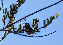 Setophaga nigrescens