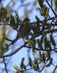 Setophaga nigrescens