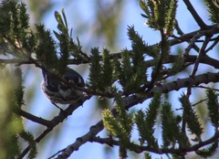 Setophaga nigrescens