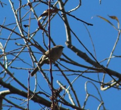 Psaltriparus minimus